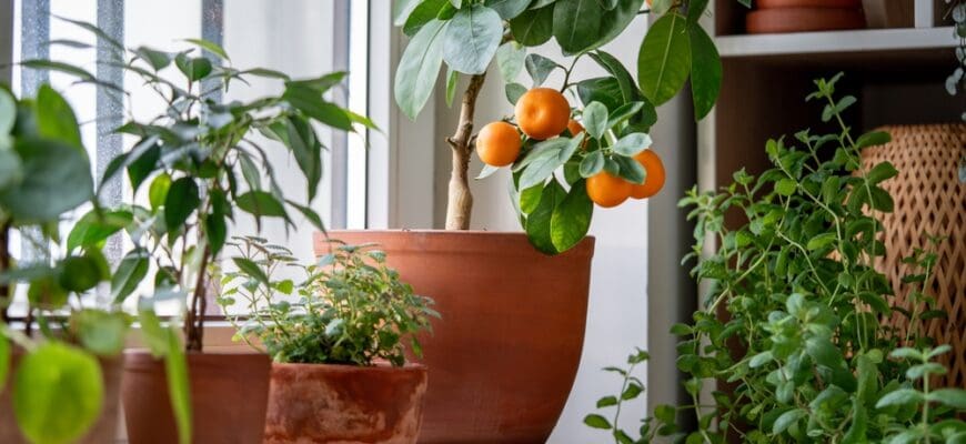 Tangerine,Tree,With,Fruits,In,Terracotta,Pot,On,Windowsill,At