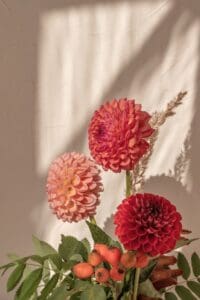 Red,,Pink,,And,Peach,Color,Dahlia,Flower,Bouquet,Closeup.,Aesthetic