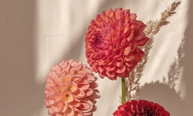 Red,,Pink,,And,Peach,Color,Dahlia,Flower,Bouquet,Closeup.,Aesthetic