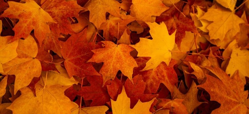 Foliage,In,The,Park.,Autumn,Fall,Leaves,Of,Maple,Trees.