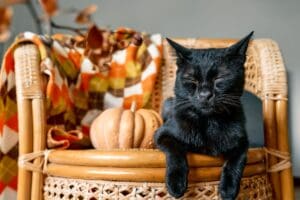Halloween,Black,Cat,With,Pumpkin.,Cute,Kitty,Sleeping,With,Pumpkin
