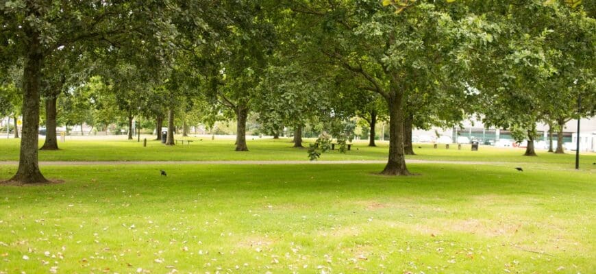 Flat,Design,Is,Showing,Mature,Deciduous,Tree,In,Grassy,Park